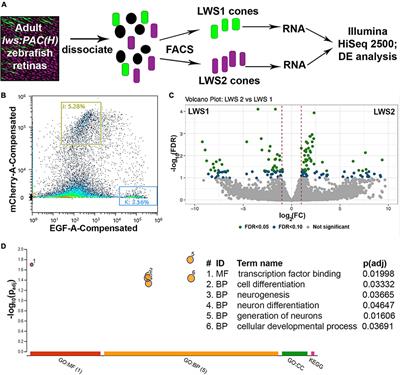 Long wavelength-sensing cones of zebrafish retina exhibit multiple layers of transcriptional heterogeneity